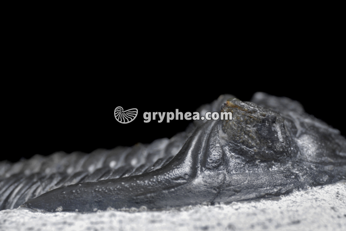 Trilobite (Metacanthina barrandei, Devonien) - détail des ocelles - gryphea.org